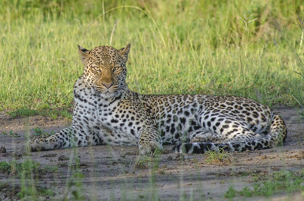 African leopard