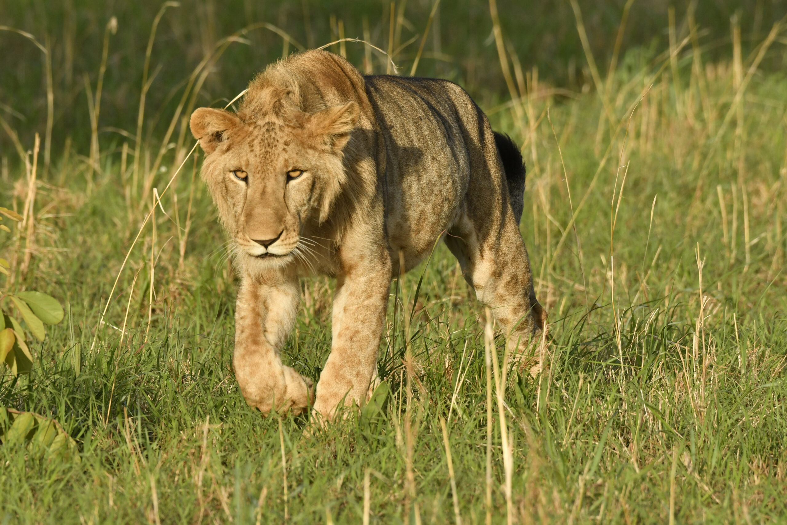 African Lion