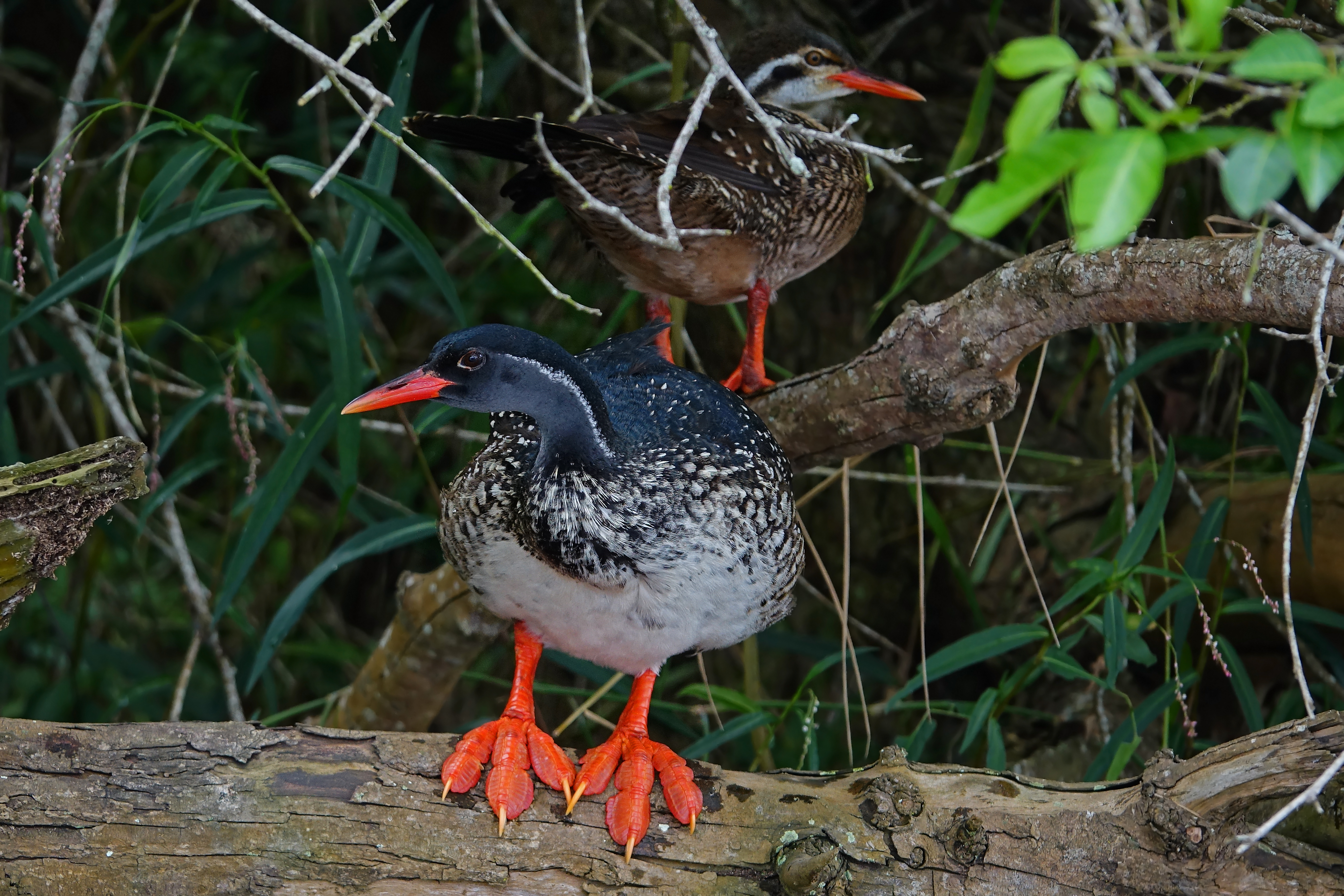 african finfoot (c) bellbird