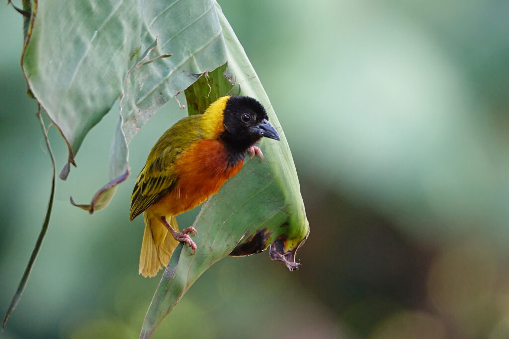 yellow-backed weaver (c) bellbird